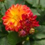 Dahlia – Tequila Sunrise – 6.5″ Pot